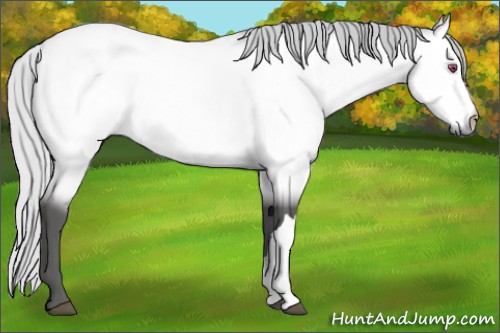 Horse Color:Silver Buckskin Chinchilla Rabicano 