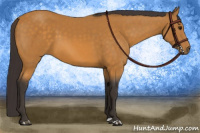 Horse Color:Buckskin 