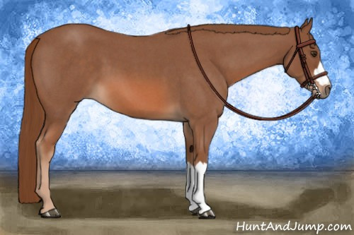 Horse Color:Red Roan