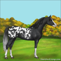 Horse Color:Black Sabino Splash Appaloosa  and Black Sabino Splash Appaloosa 
