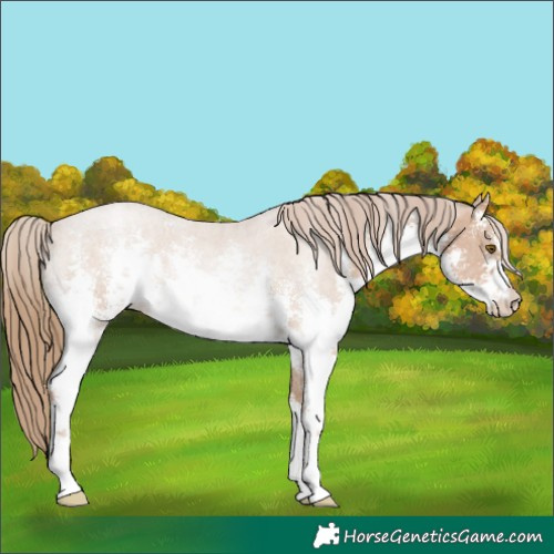 Horse Color:White Spotted Black Pearl Sabino 