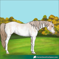 Horse Color:White Spotted Black Pearl Sabino 
