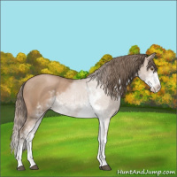 Horse Color:Black Pearl Sabino 