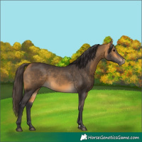 Horse Color:Buckskin 