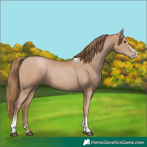 Horse Color:Black Pearl Sabino 