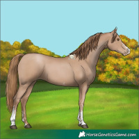 Horse Color:Black Pearl Sabino