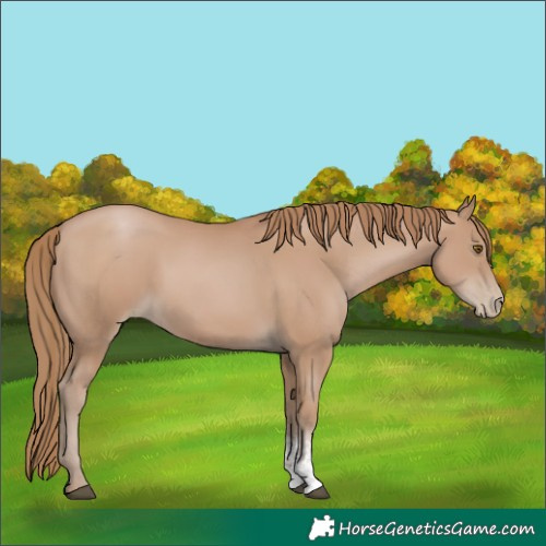 Horse Color:Black Pearl Sabino 