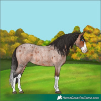 Horse Color:Bay Roan Splash 