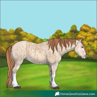 Horse Color:Red Dun Splash  and Gold Champagne Dun Splash 