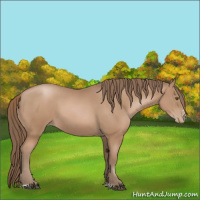 Horse Color:Black Pearl Sabino