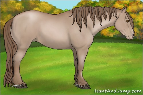 Horse Color:Black Pearl Sabino 