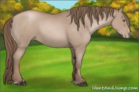 Horse Color:Black Pearl Sabino 