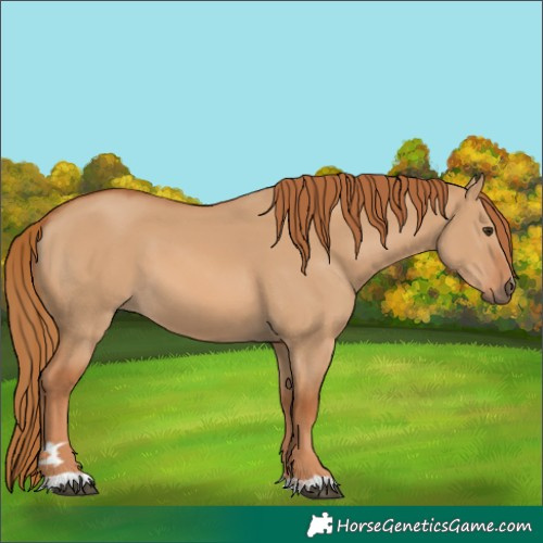 Horse Color:Red Dun 