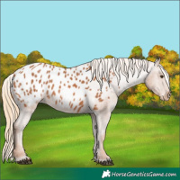 Horse Color:Chestnut Appaloosa 