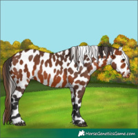 Horse Color:Bay Leopard 