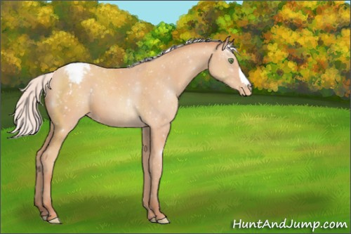 Horse Color:Silver Amber Champagne Appaloosa