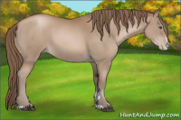 Horse Color:Black Pearl Sabino 