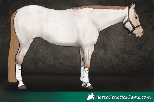 Horse Color:Grullo Roan Pearl Tobiano 