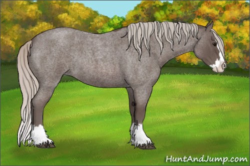 Horse Color:Silver Blue Roan Splash Rabicano 