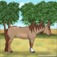 Horse Color:Red Dun Tobiano