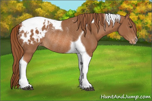 Horse Color:Chestnut Tobiano Appaloosa Rabicano 