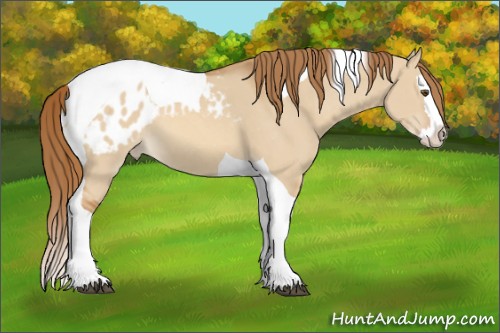 Horse Color:Red Dun Splash Tobiano Appaloosa 