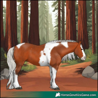 Horse Color:Silver Bay Splash Tobiano