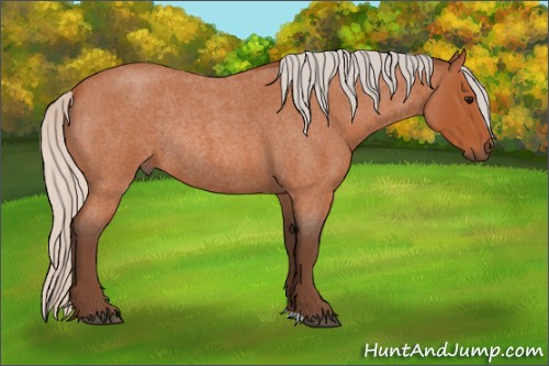 Horse Color:Silver Bay Roan Rabicano 