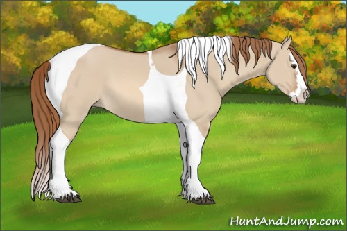 Horse Color:Red Dun Splash Tobiano 