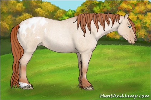 Horse Color:Buckskin Roan Pearl Dun Appaloosa Rabicano 