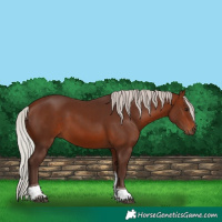 Horse Color:Silver Brown Tobiano 