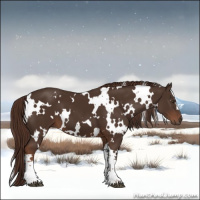 Horse Color:White Spotted Liver Chestnut 