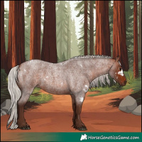 Horse Color:White Spotted Silver Bay Roan