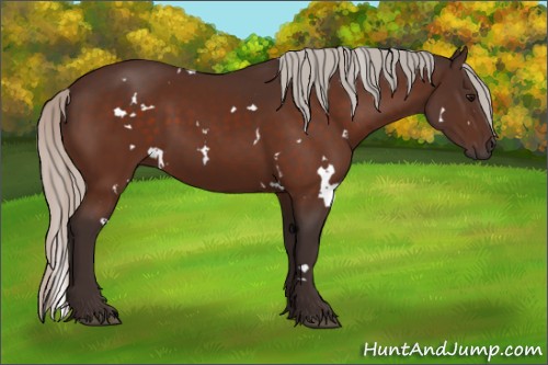 Horse Color:White Spotted Silver Bay 