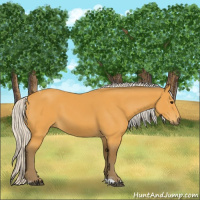 Horse Color:Silver Buckskin Tobiano 