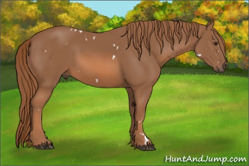 Horse Color:White Spotted Chestnut 