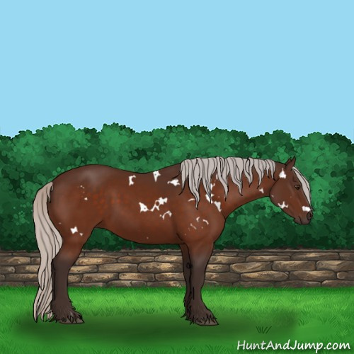 Horse Color:White Spotted Silver Brown 