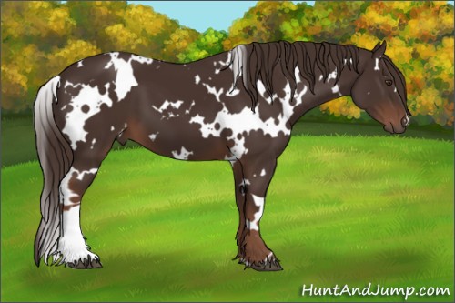 Horse Color:White Spotted Liver Chestnut 