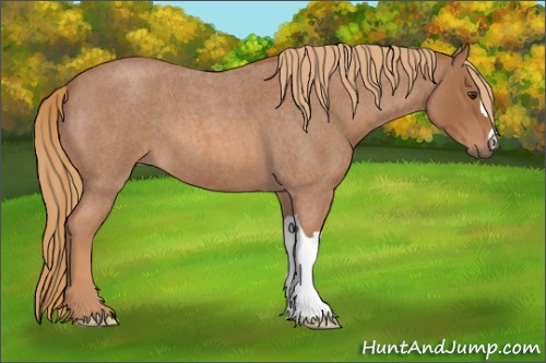 Horse Color:Red Roan 