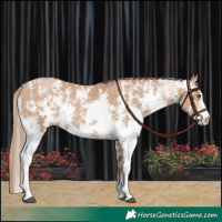 Horse Color:Black Pearl Sabino 