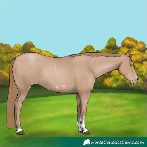 Horse Color:Black Pearl Sabino 