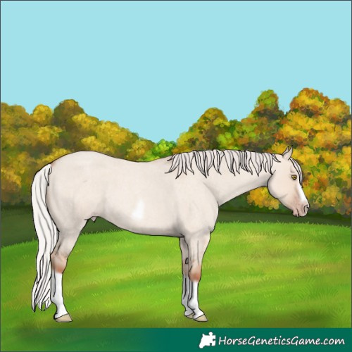 Horse Color:Silver Classic Champagne Roan Dun Splash Frame