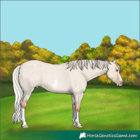 Horse Color:Silver Classic Champagne Roan Dun Splash Frame 