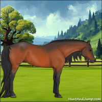 Horse Color:Bay 