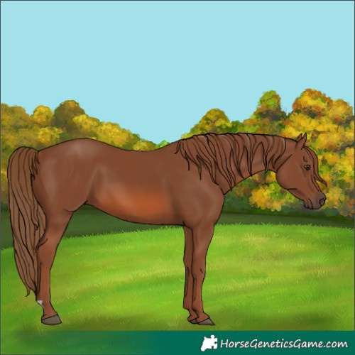 Horse Color:Chestnut 