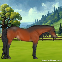 Horse Color:Bay 