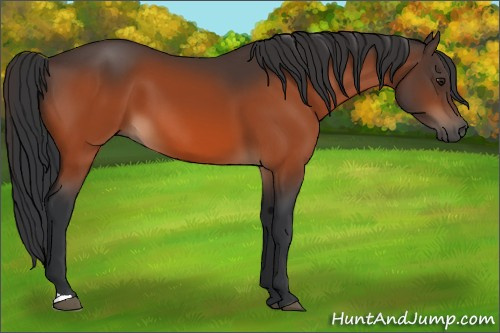 Horse Color:Brown 