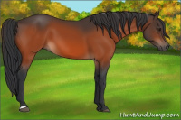 Horse Color:Brown 