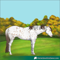 Horse Color:Amber Champagne Sabino Tobiano Appaloosa  and Amber Champagne Sabino Tobiano Appaloosa 
