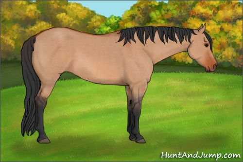 Horse Color:Bay Dun and Bay Dun